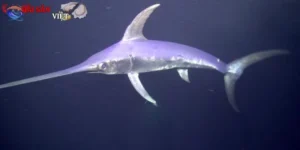 Cá tươi sống là nguồn thực phẩm giàu protein, omega-3